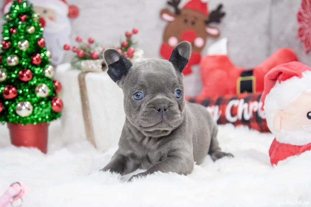 Bulldog Francez - blue cu ochii albastrii - posibilitate transport - buldog francez 