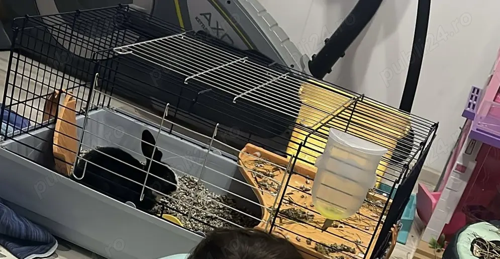 Iepuraș blând caută casă iubitoare 