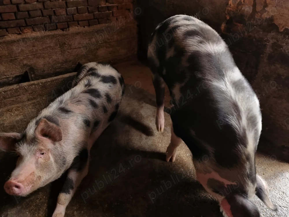 Vând porci crescuți natural în gospodărie 
