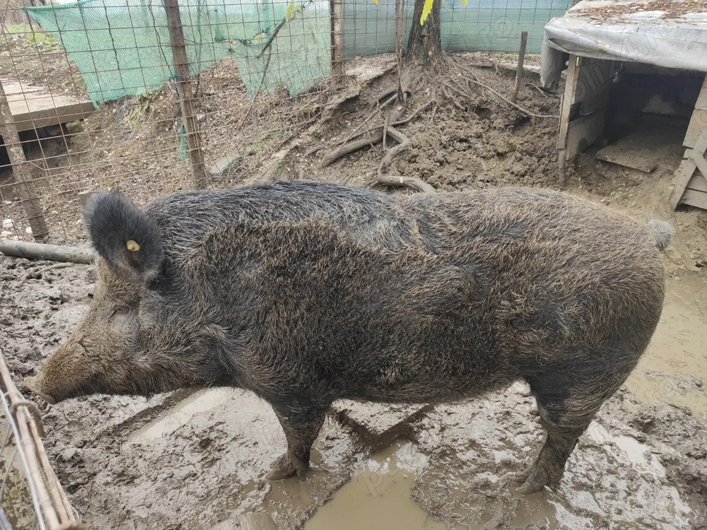 Porc de vânzare ( mistreț)