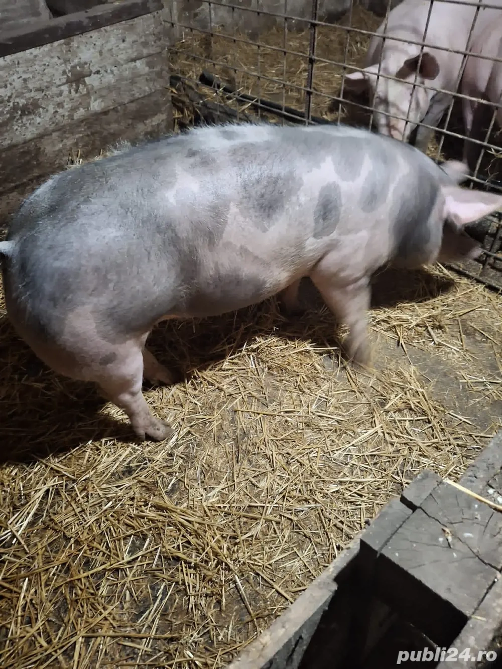 Porc rasa carne 100-110kg