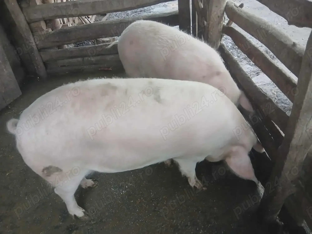 Vand doua purcele!!!