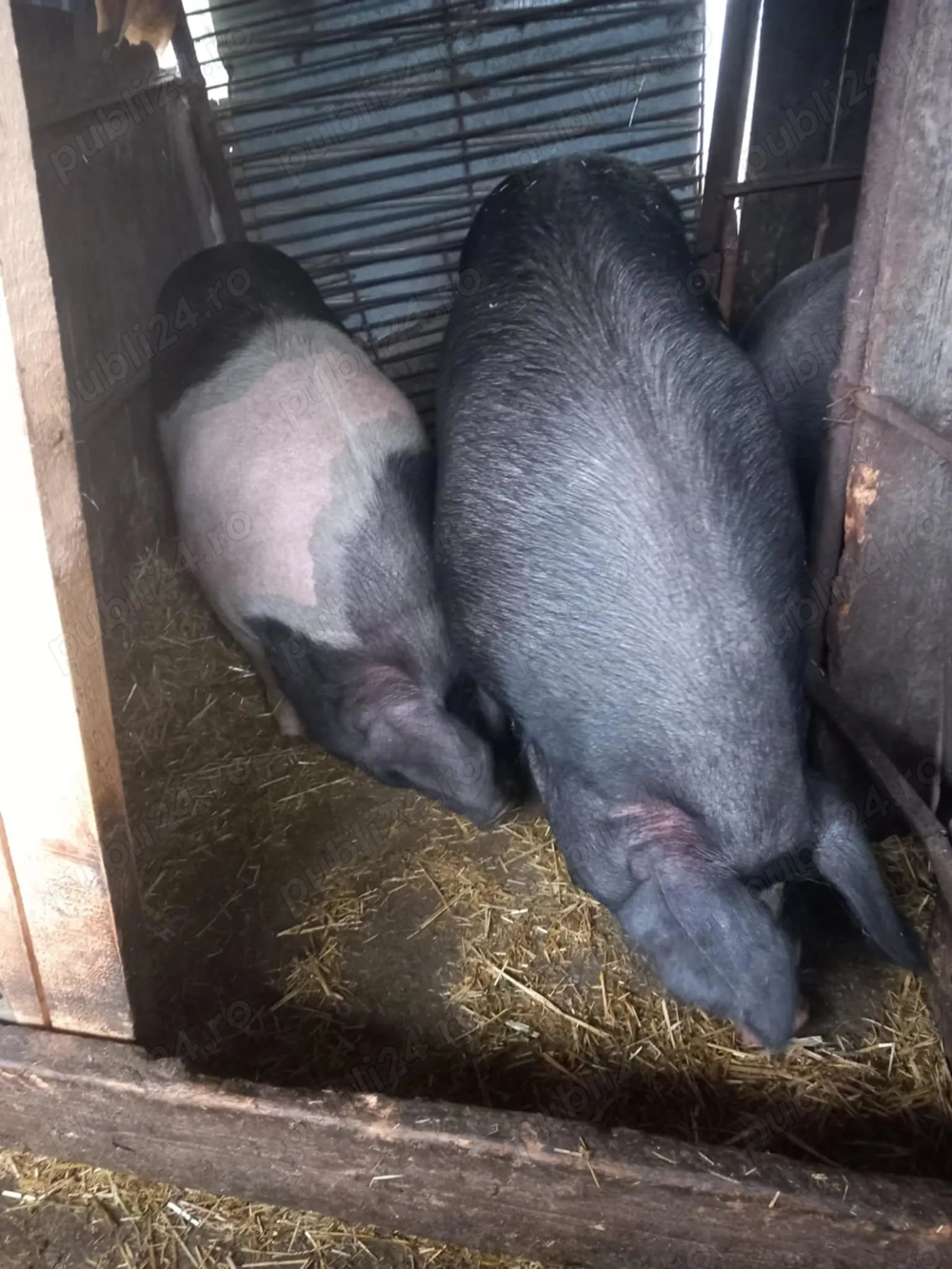 Porci de vanzare 140 -150KG - 12 RON KG