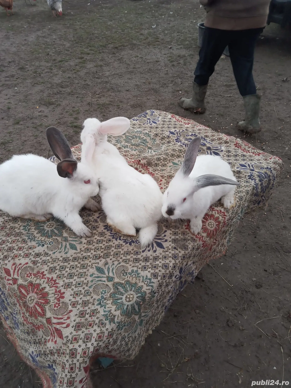 Vand iepuri Hicole francezi și Uriași de Transilvania