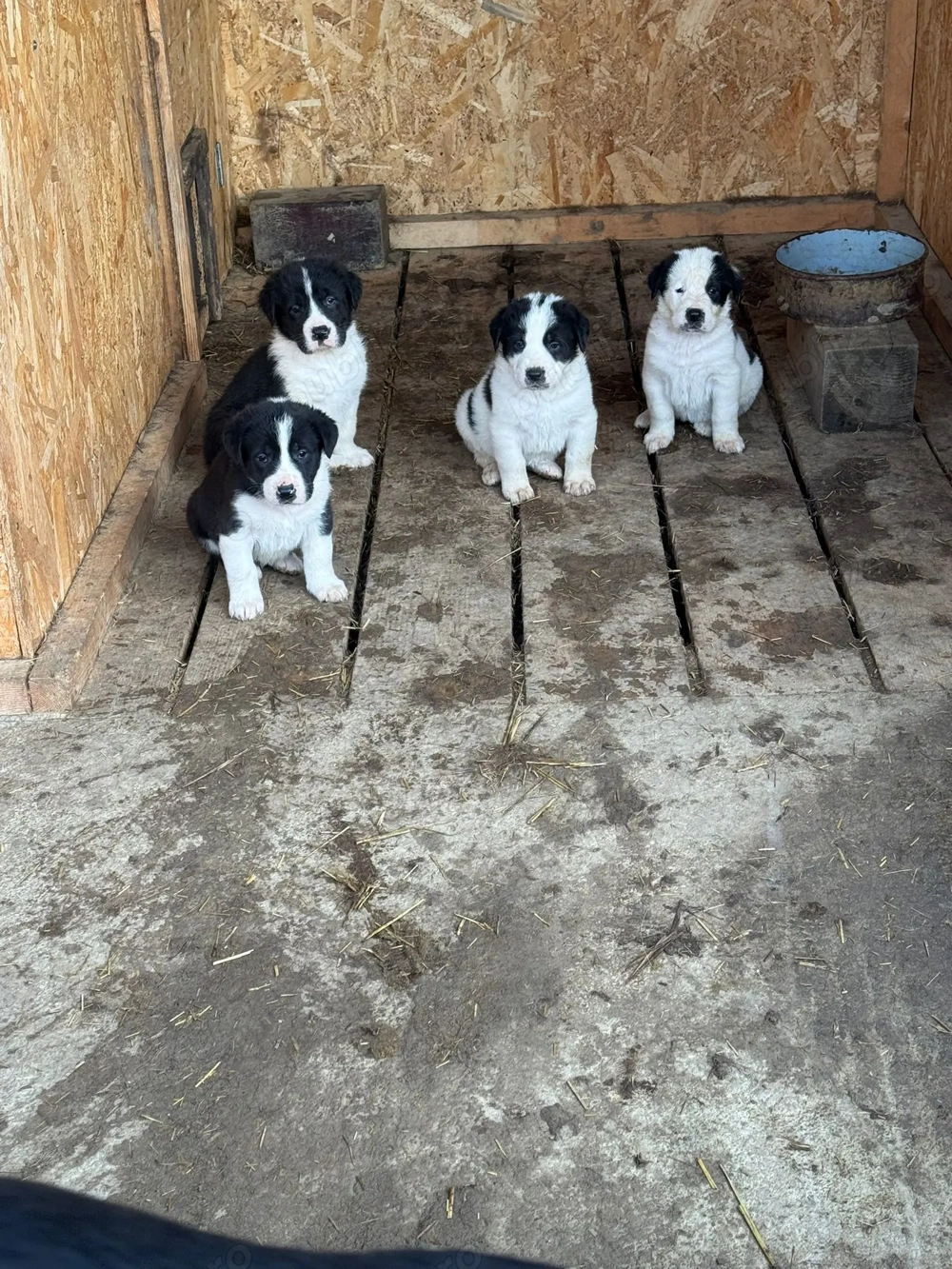 Căței Asia centrală 