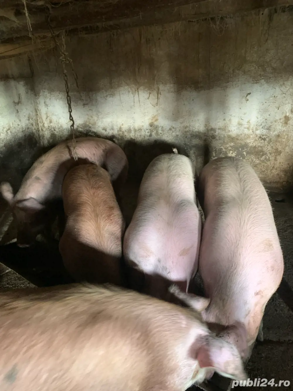 vand porci de carne,calitate superioara 100-120kg