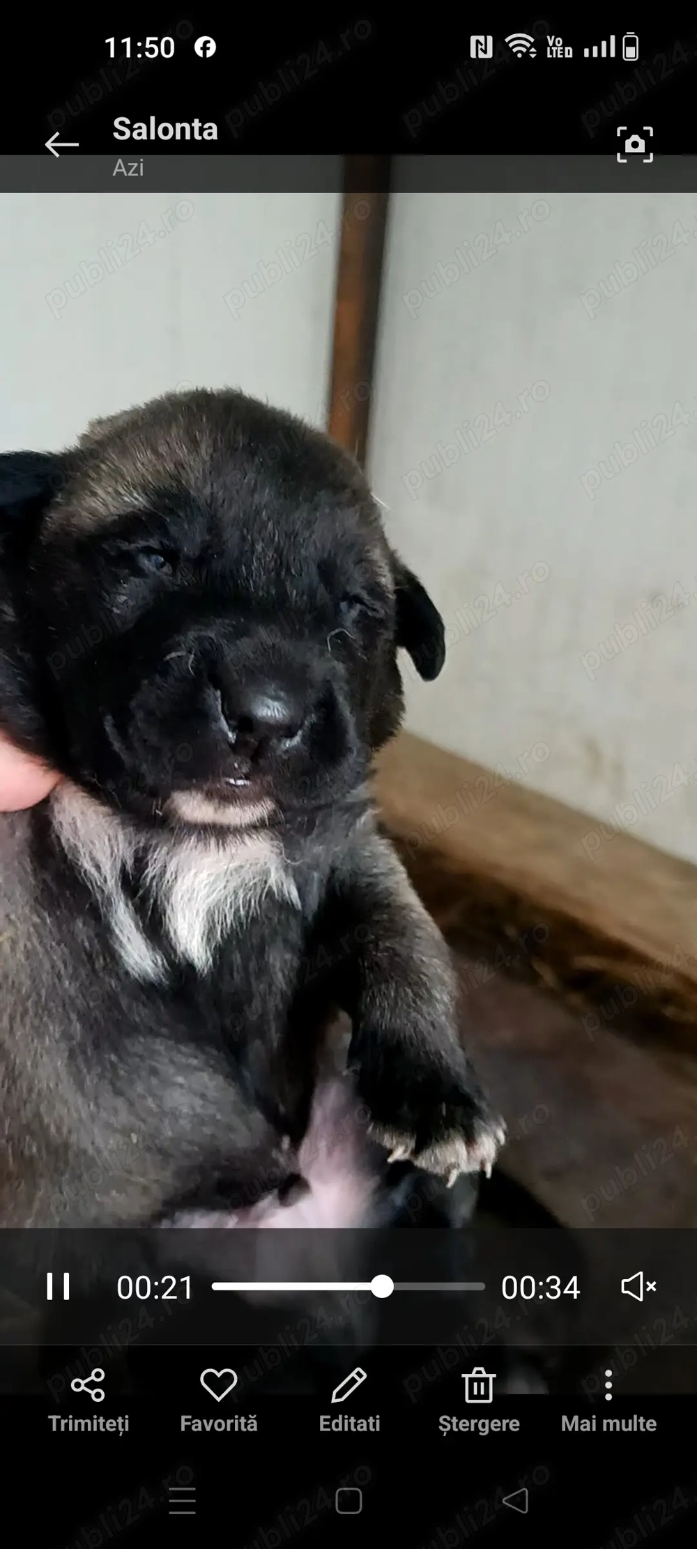 Căței kangal culoare lupie 