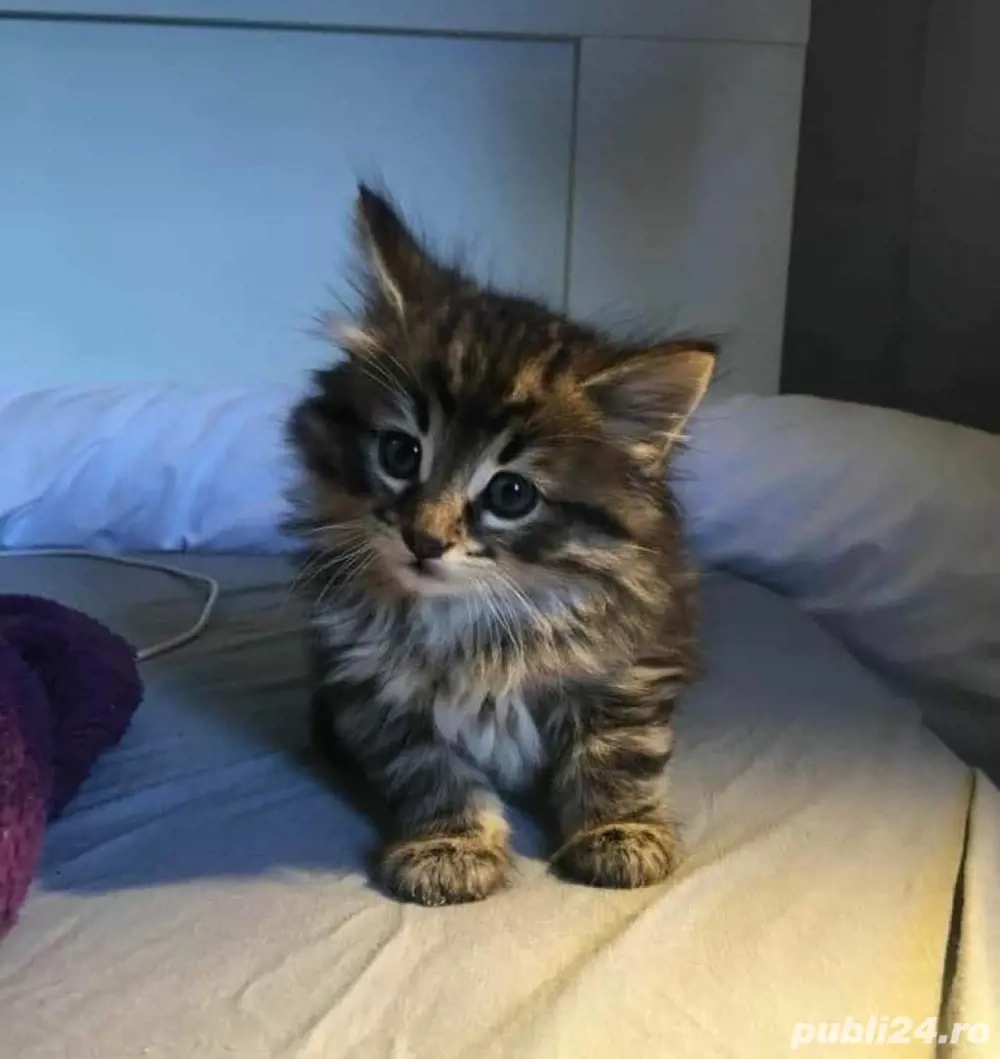 siberiana de padure puiuti