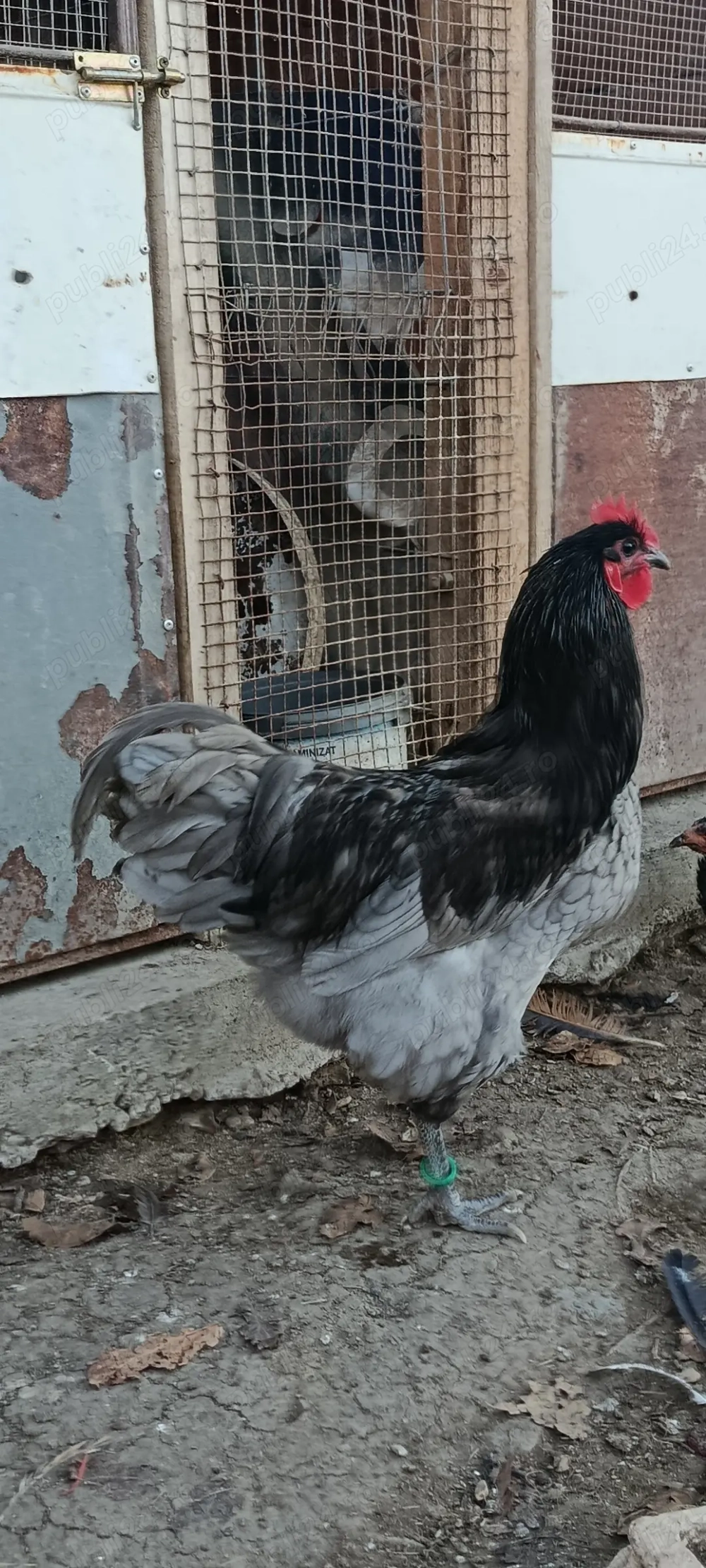 Vind o familie de găini australop 