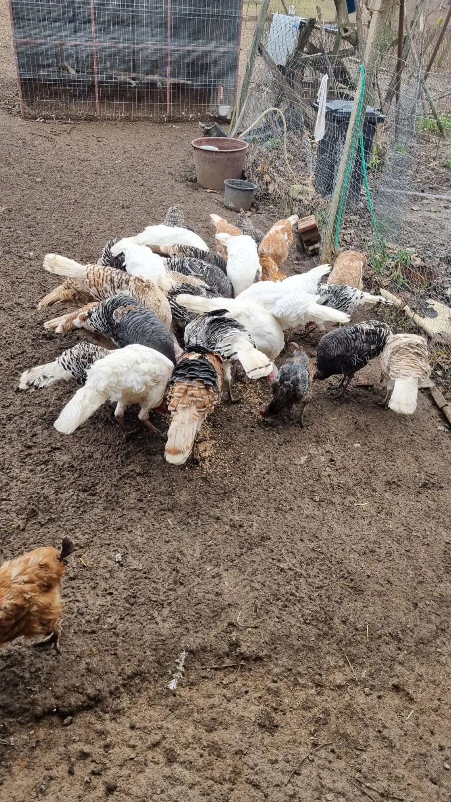 Vând curci 20 de bucății