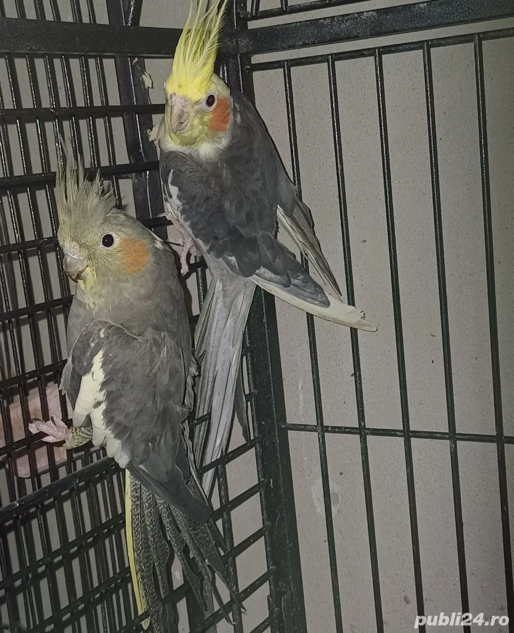 Pereche  nimfe mature reproducatoare 