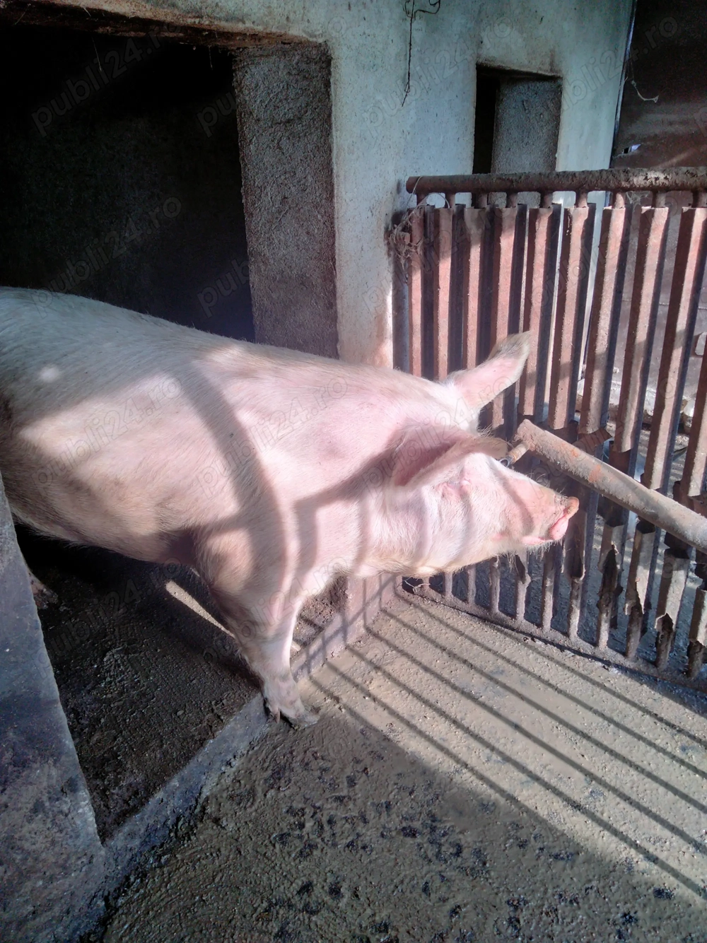 Porc de carne, pentru Crăciun 150-160kg