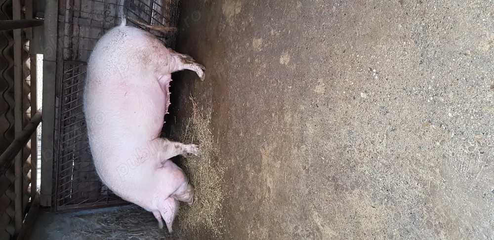 Se vinde porc pentru sacrificat