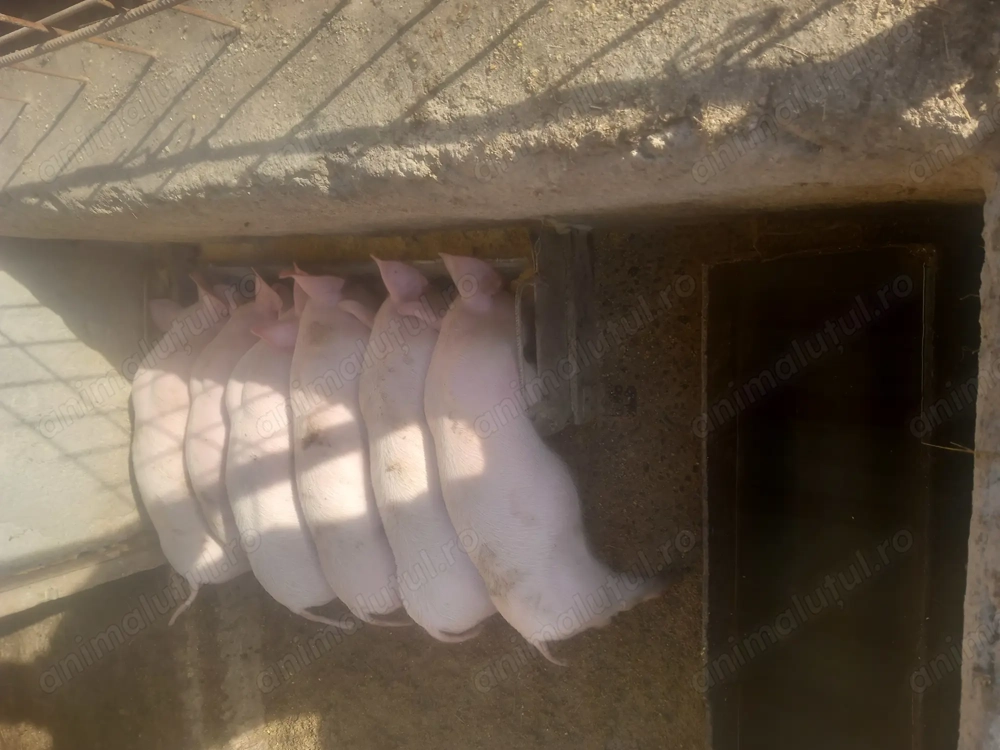 Purcei de vânzare vaccinați și deparazitati