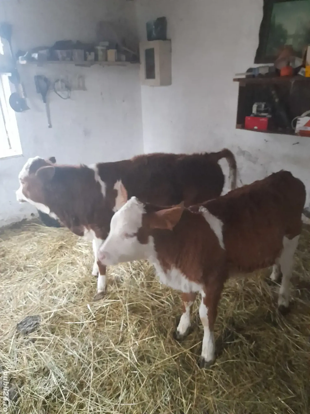 vînd vițele 12 săptămîni 