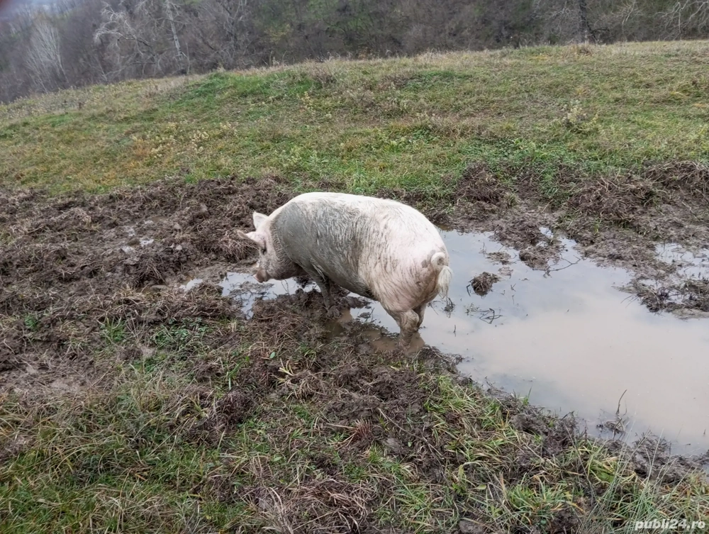 porci de vanzare, 
