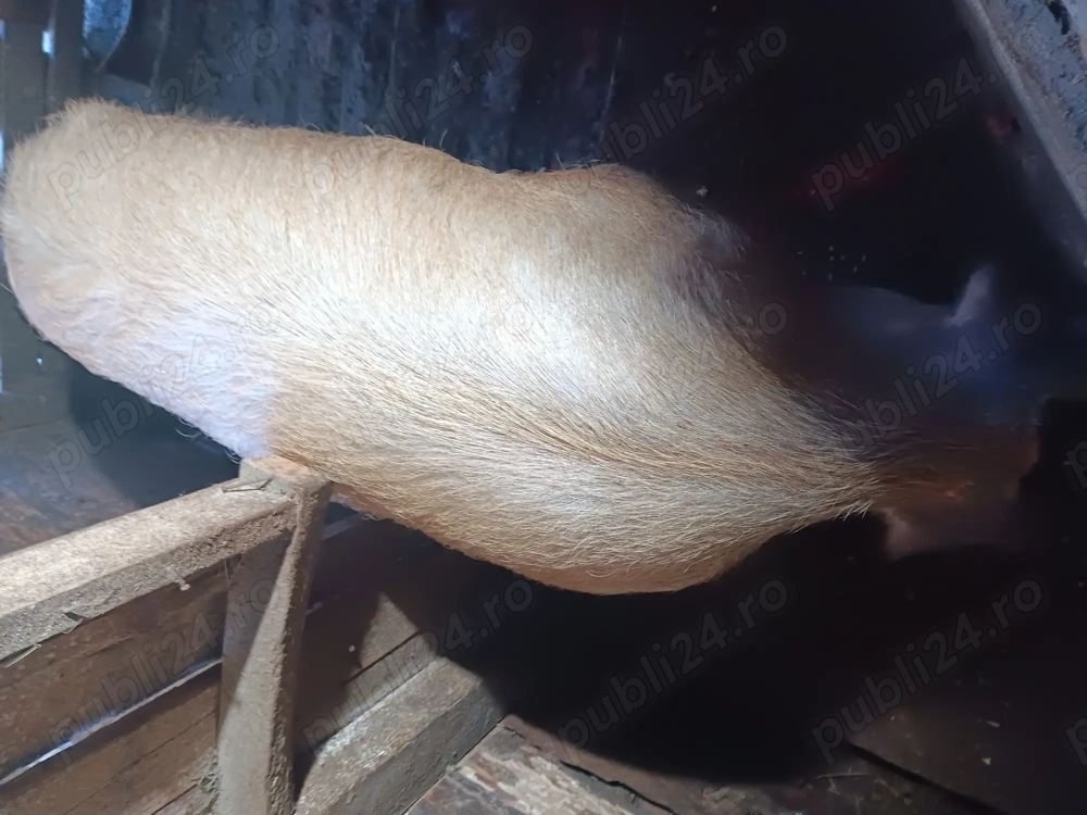 Vier pt monta peste 210 kg la pret de 2300 ron