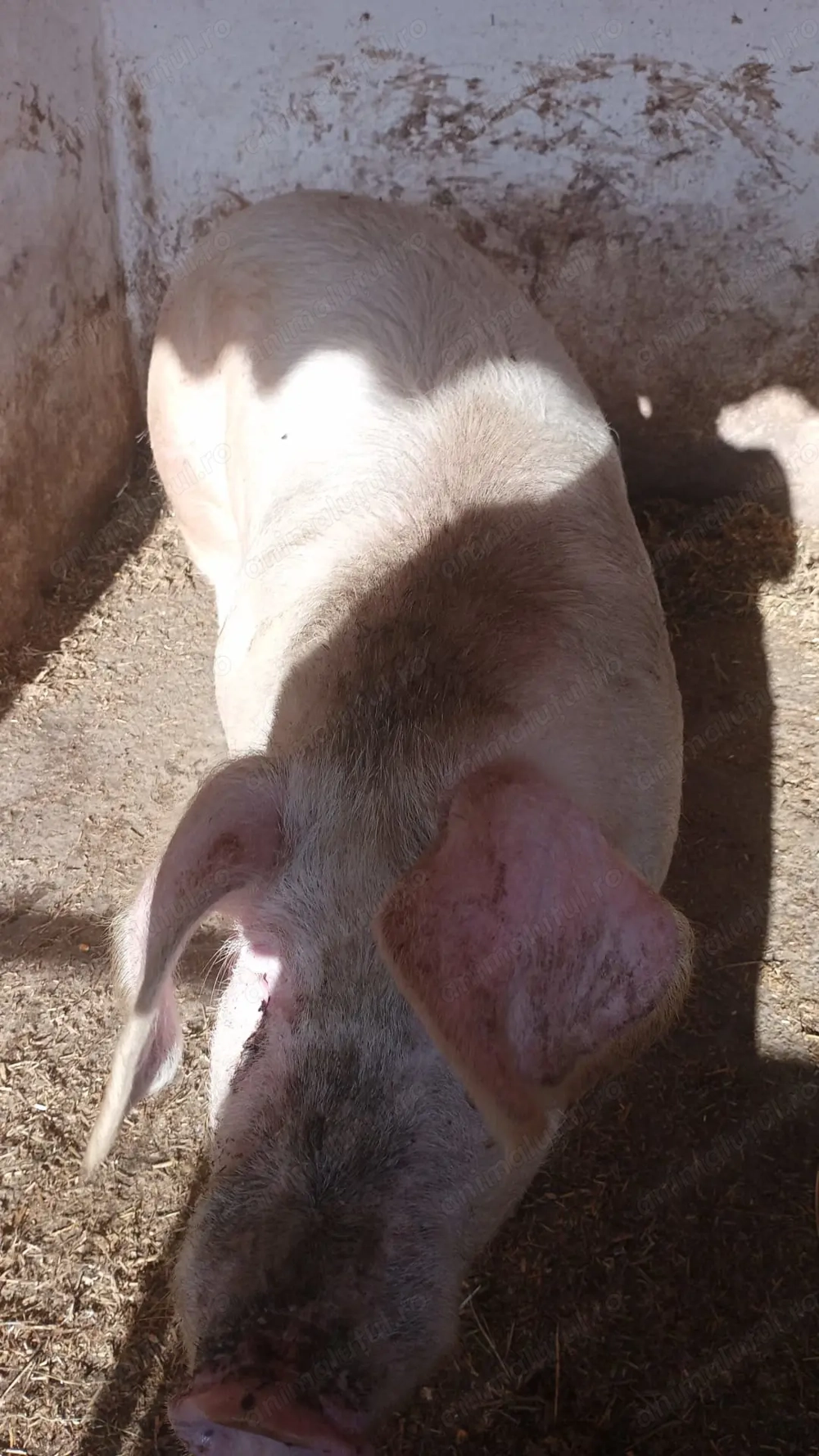 Vand porc 13 lei kg.