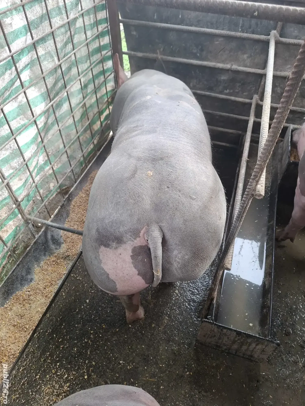 porci pt sarbatori 100kg