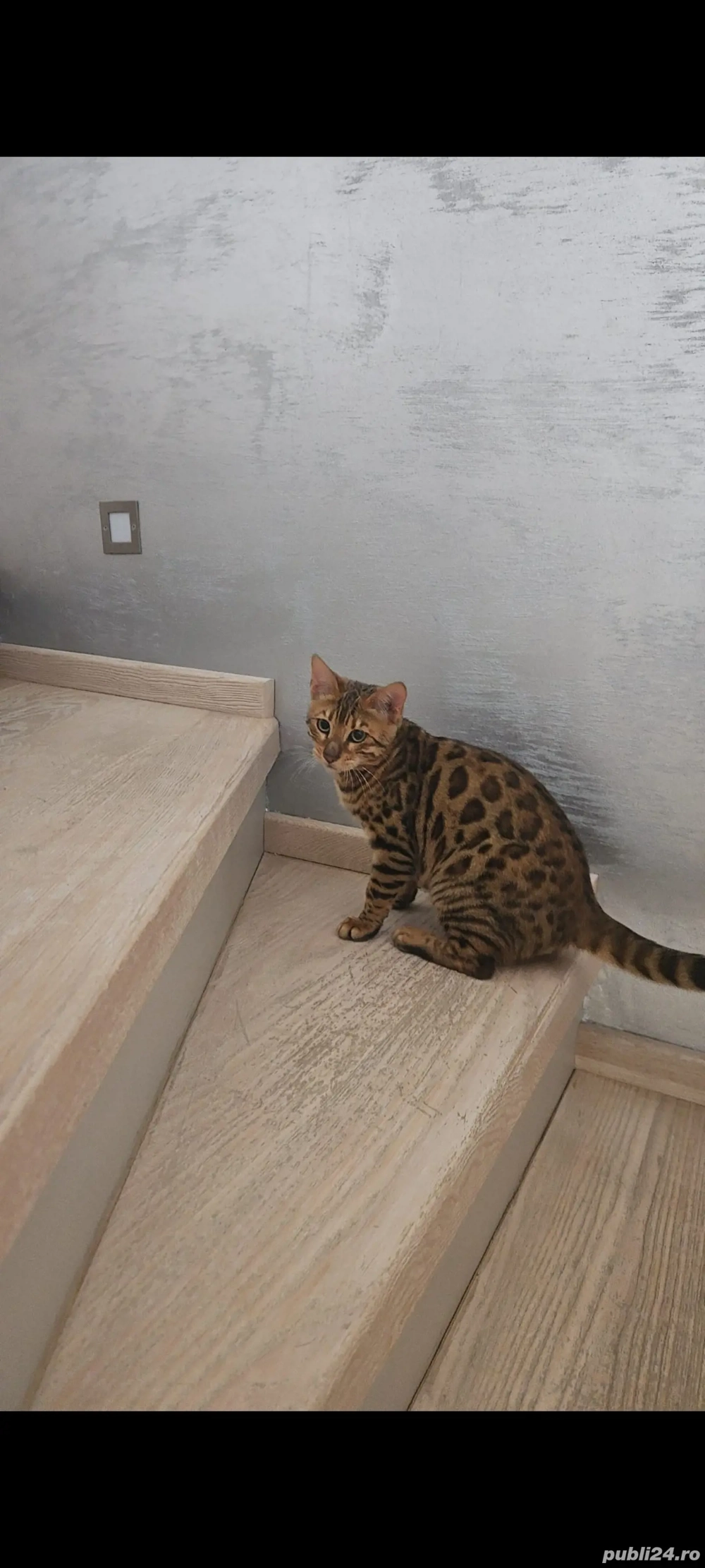 piscina bengal bengaleza 