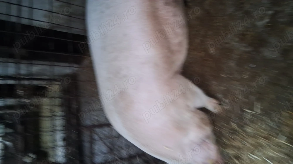 Porc rasa pietrean cu landras