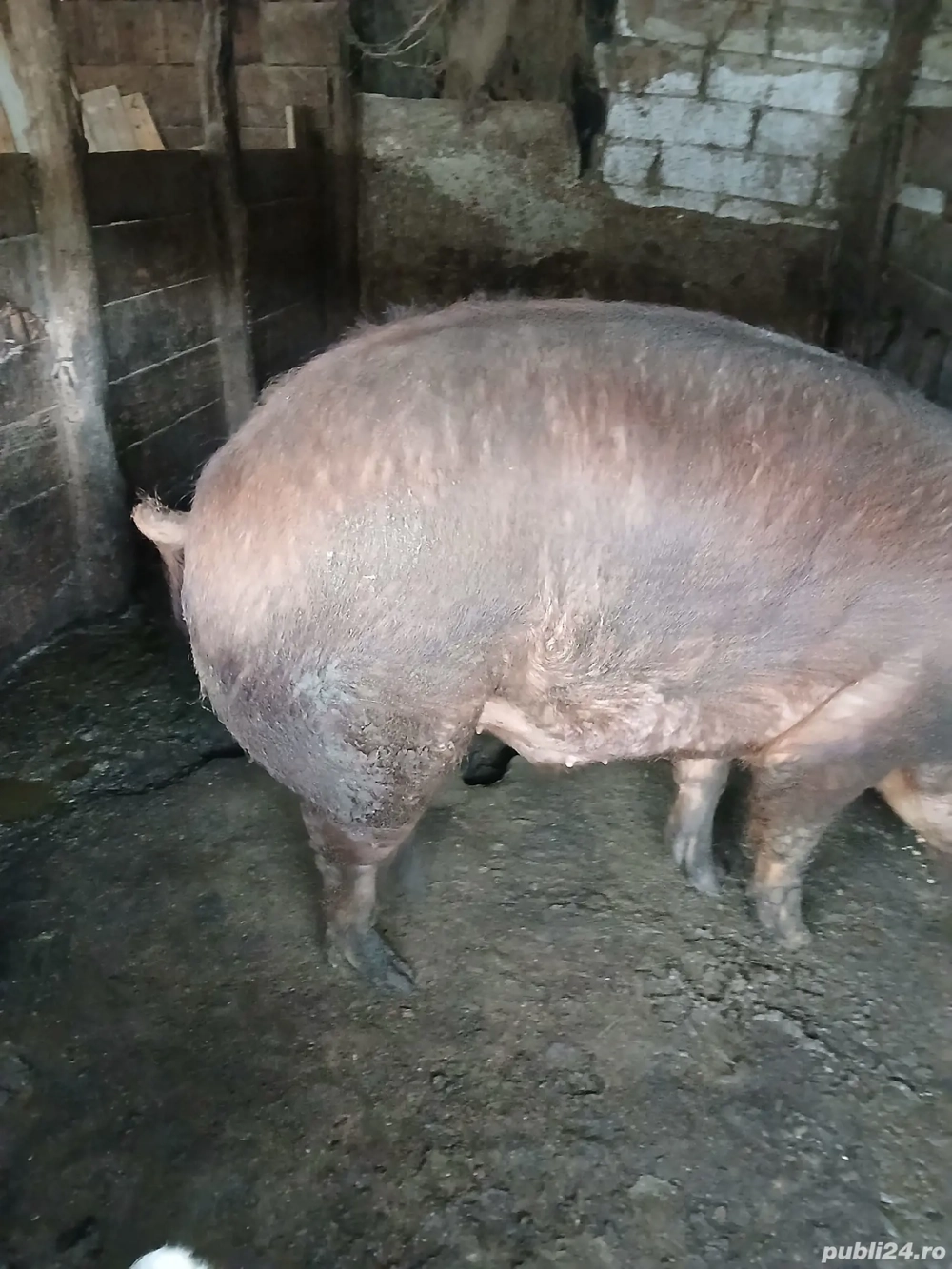 vand porc duroc