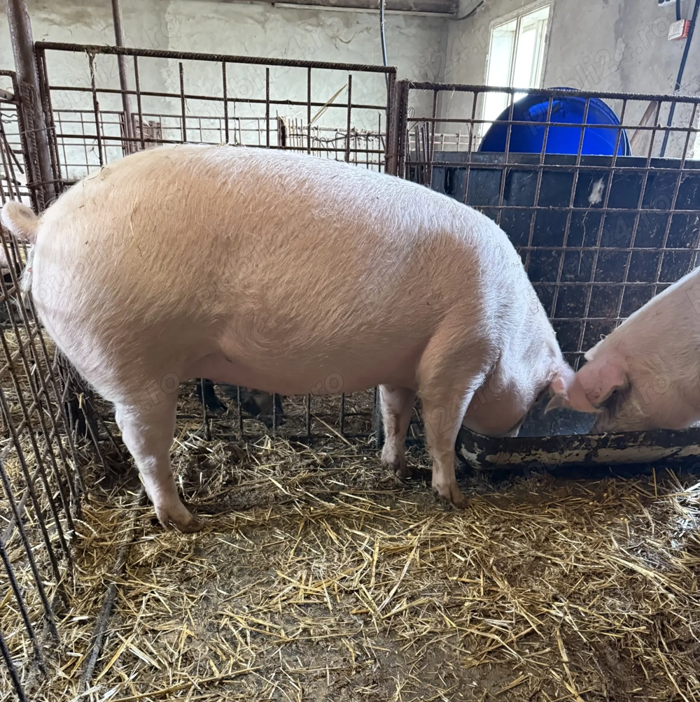 De vânzare , toate marimile