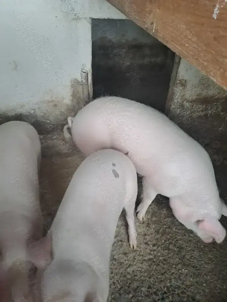 Vand porci crecuti in gospodărie
