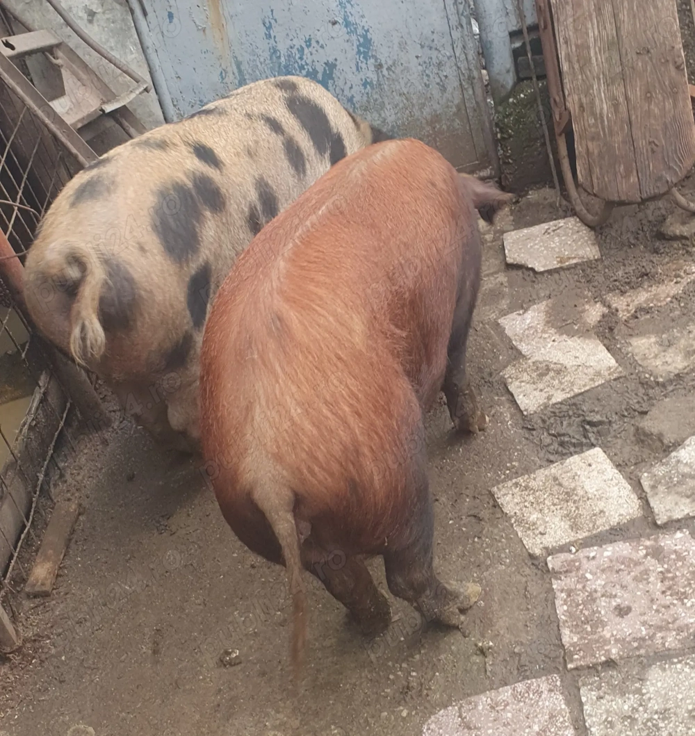 Vind porci relati la telefon