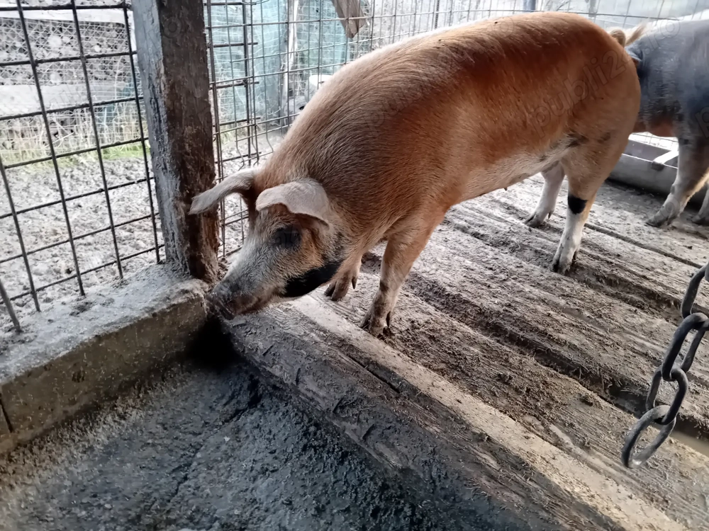 Vand scrofita buna de tinut sau taiat 