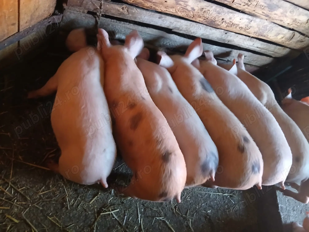 Vând purcei pietrain cu marele alb 