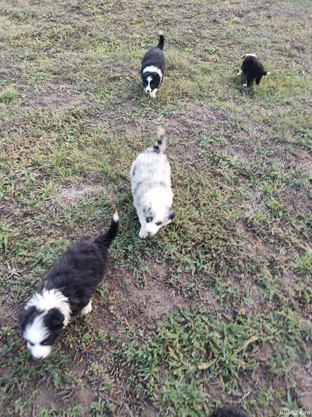 Border colilie pui de exceptie