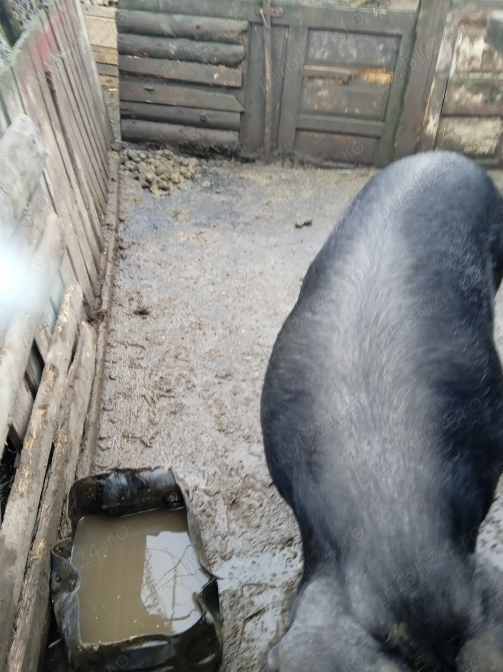 Vând porc gras la 150 kg