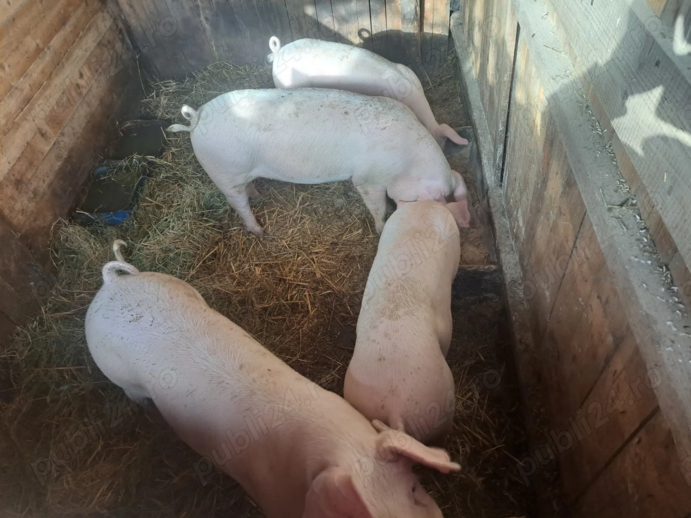Porci de vânzare