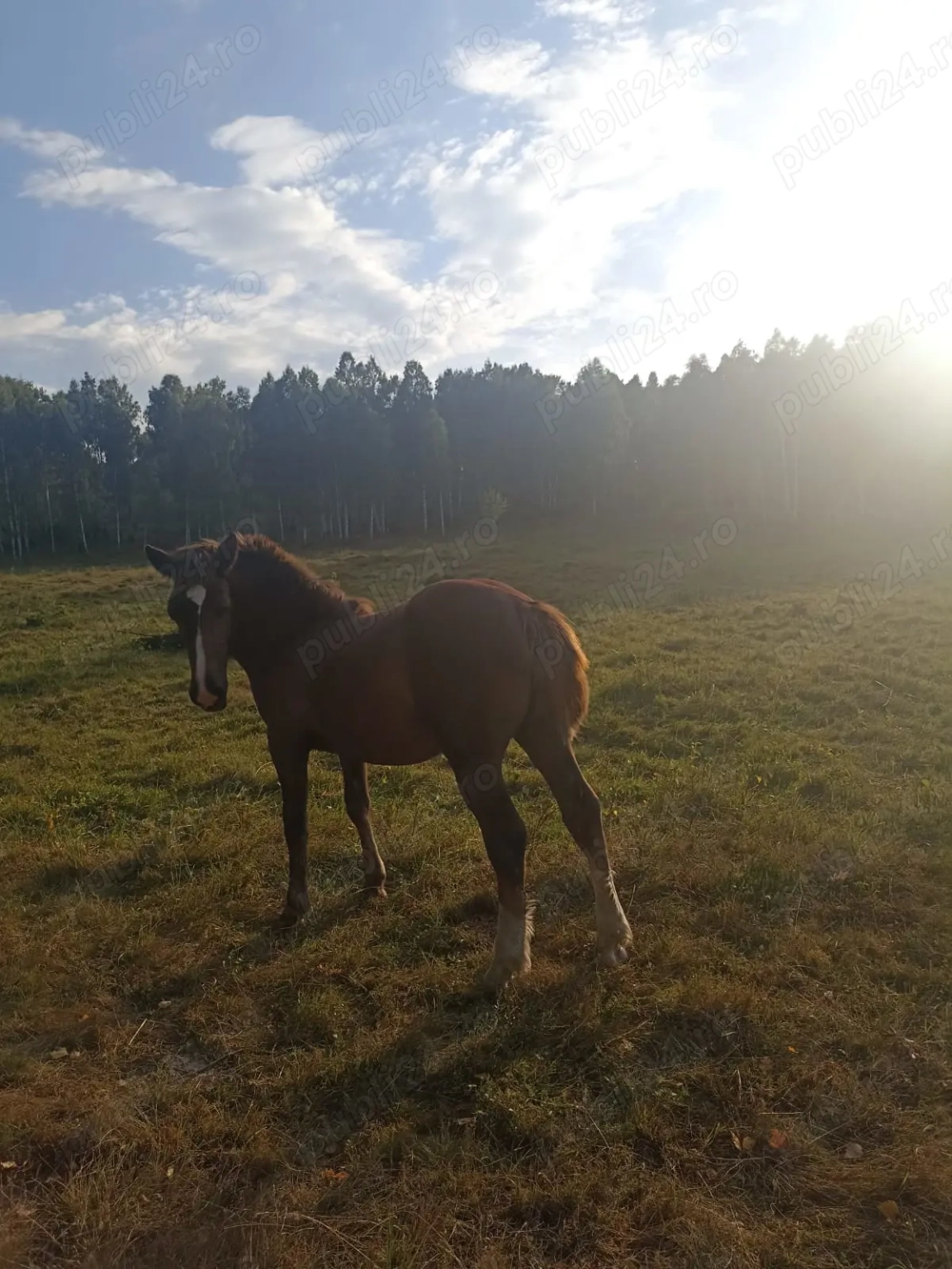 Vând cârlană din cai buni 