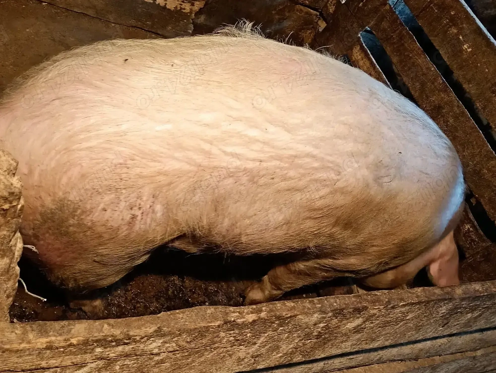 Vând porc,de 150 kg crescut în gospodărie, 18 lei kg.