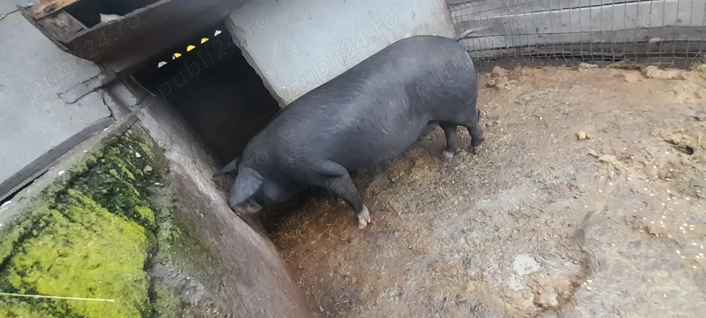 Se vinde, județul Gorj