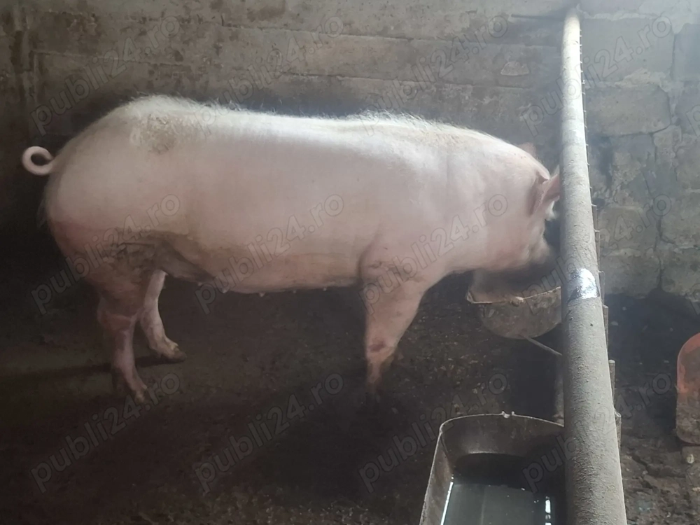 De vânzare Curtea de Argeș 