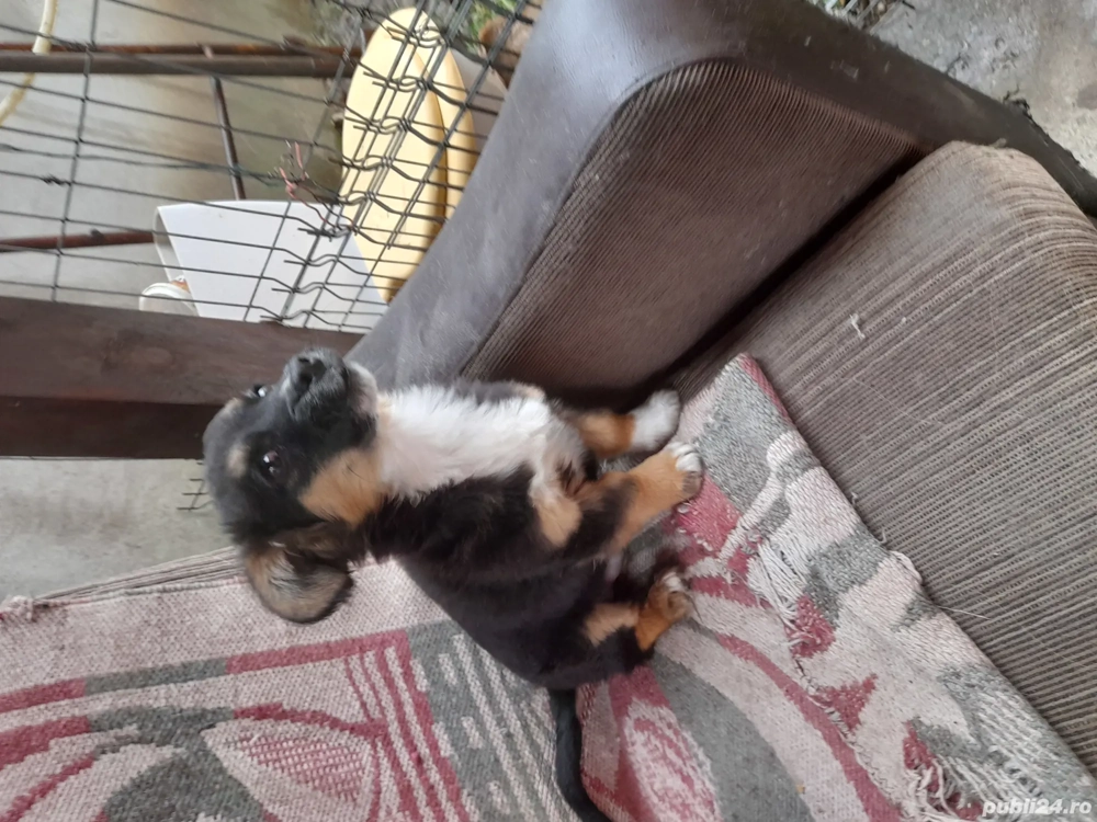 caței spre adopție