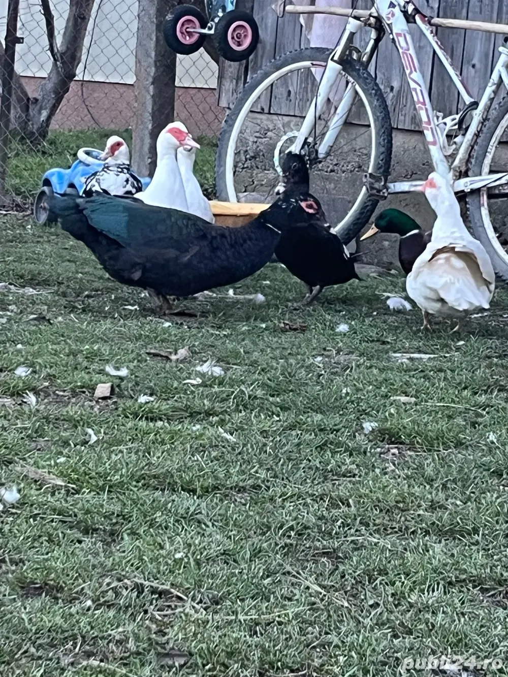 Rațe mute de vânzare 