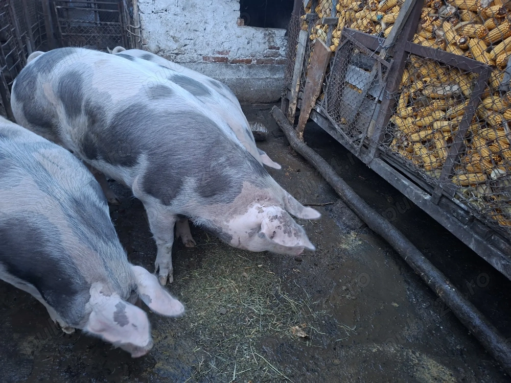 Vand 2 porci de Craciun 180 kg 