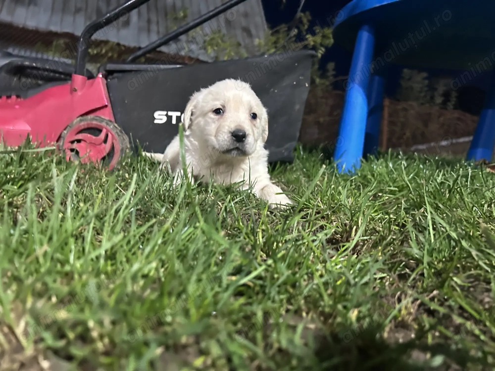 Căței golden retriever