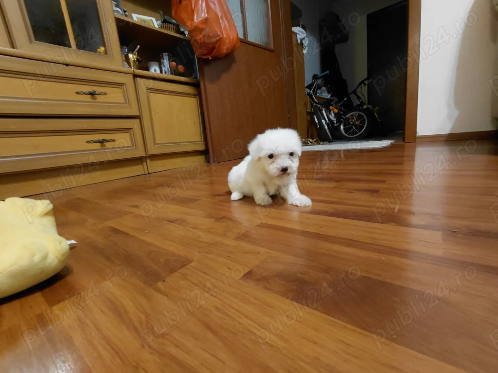 Bichon maltez vaccinat si deparazitat