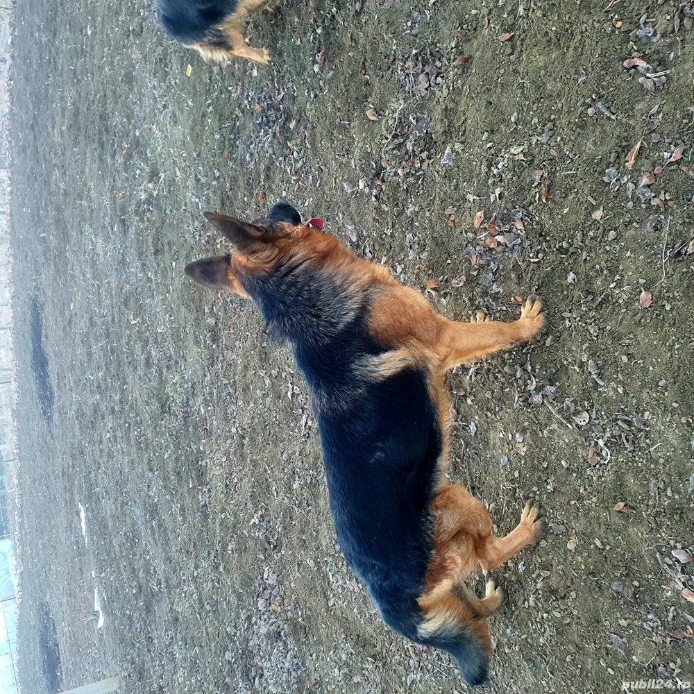 masculu vîrsta 2 ani