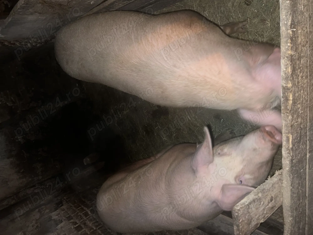 Vând Porc crescut 100% bio !