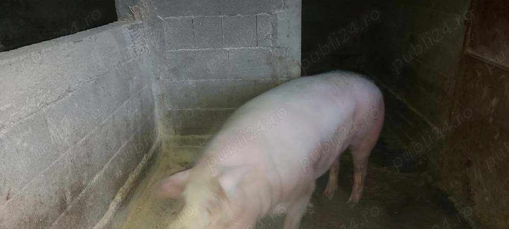 Porc de vanzare 