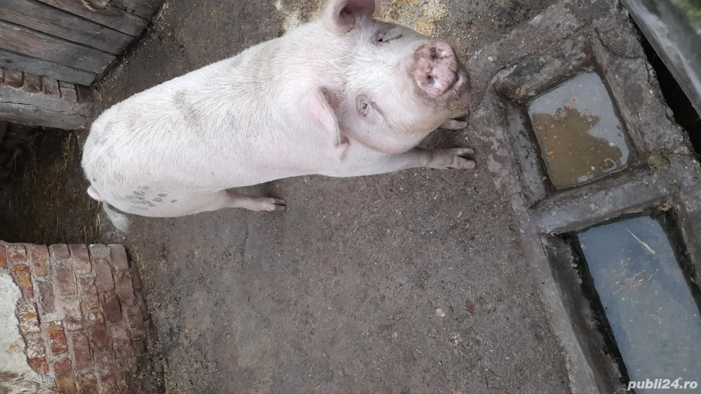 vând porc pentru sacrificat 