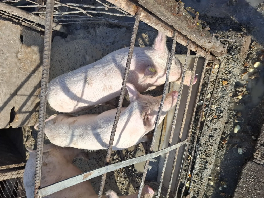 De vanzare 2 scrofite 