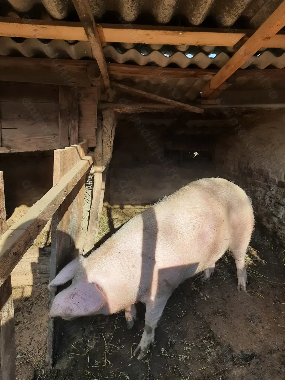 Porc de vanzare (in viu)