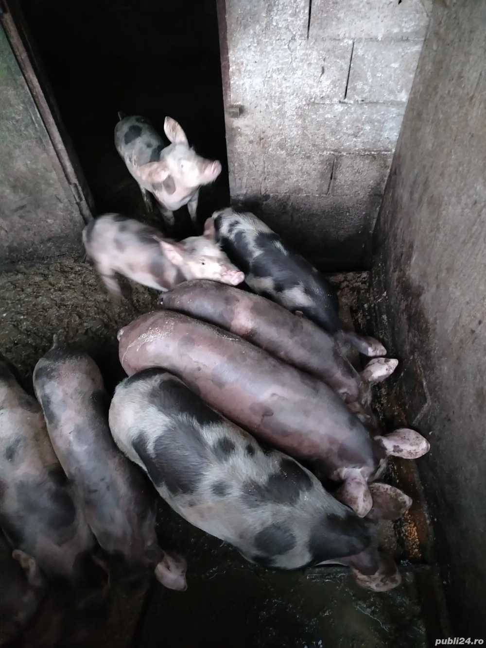 vând purcei de carne 